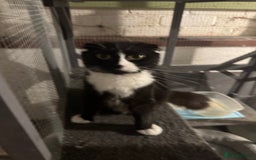 Scottish Fold cats for sale: Beautiful Scottish fold girl pet only  - Image 4