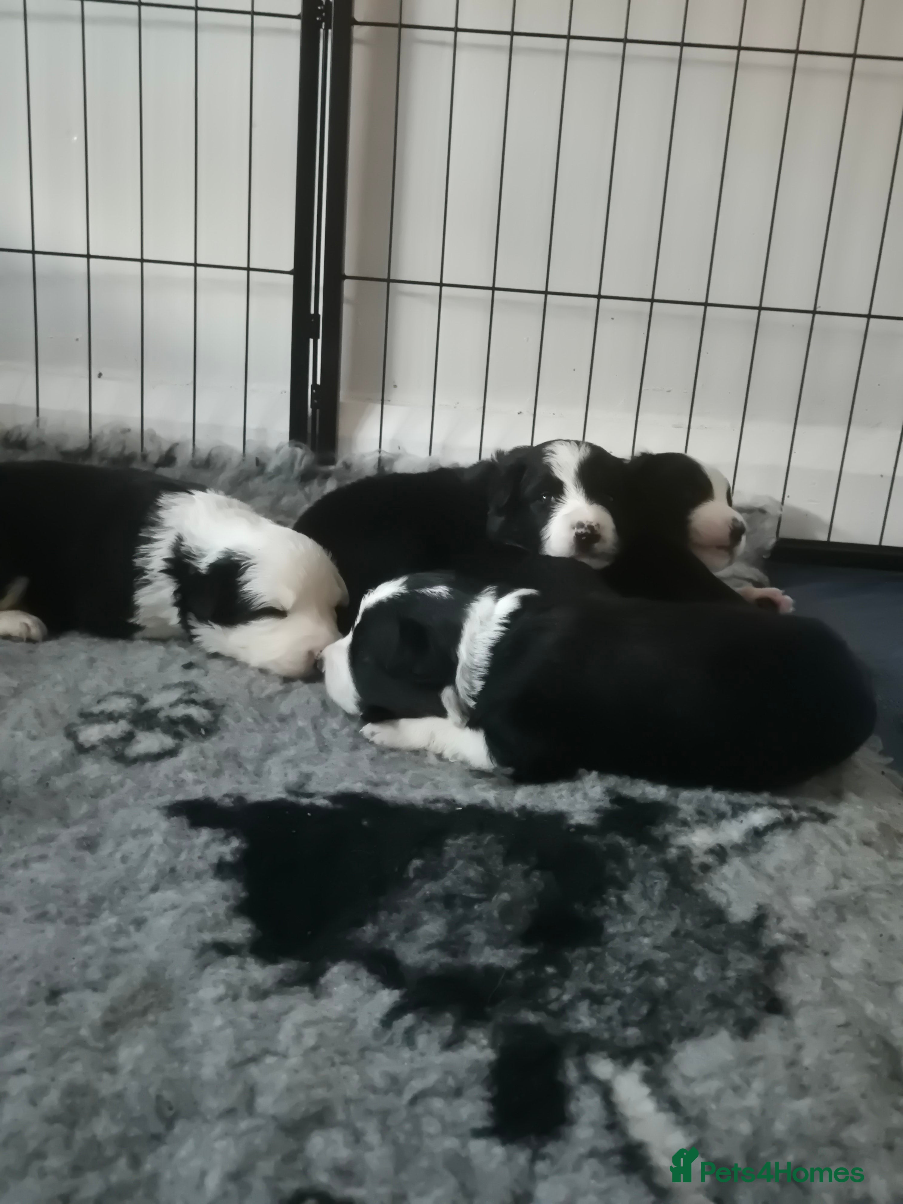 Border Collie dogs Border collie girl pup - Advert 1