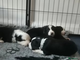 Border Collie dogs Border collie girl pup - Advert 1