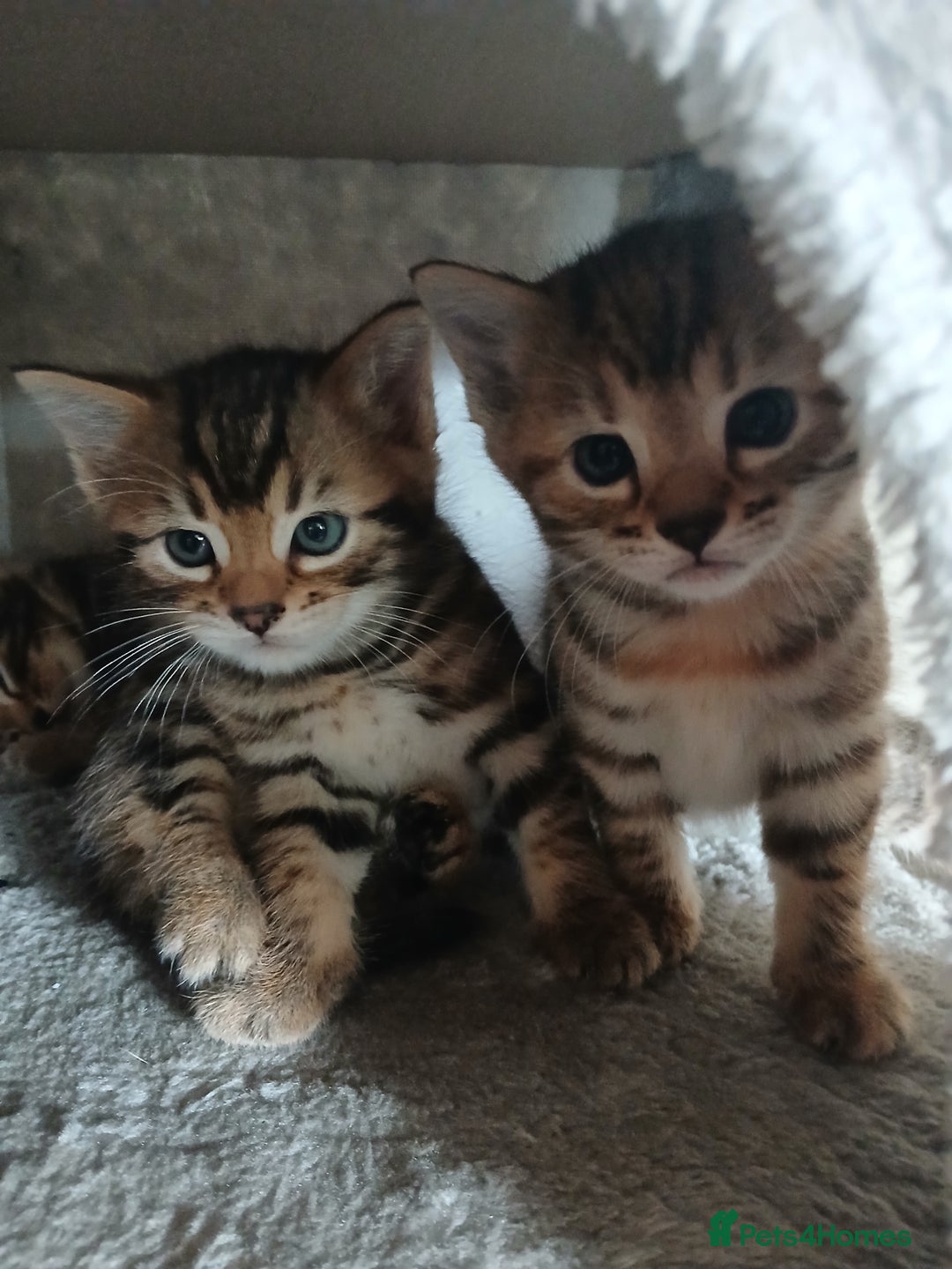Mixed Breed cats for sale: Beutyful bengal babies wisbech 🐈😻 - Advert 23