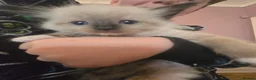 Ragdoll cats for sale: Just 2 left: Purebred female Ragdoll kittens - Advert 22