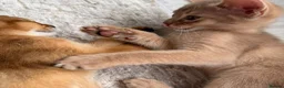 Abyssinian cats for sale: Rare 1 fawn boy 🤍 5 gen pedigree 👑TICA ready now in Wokingham - Advert 4