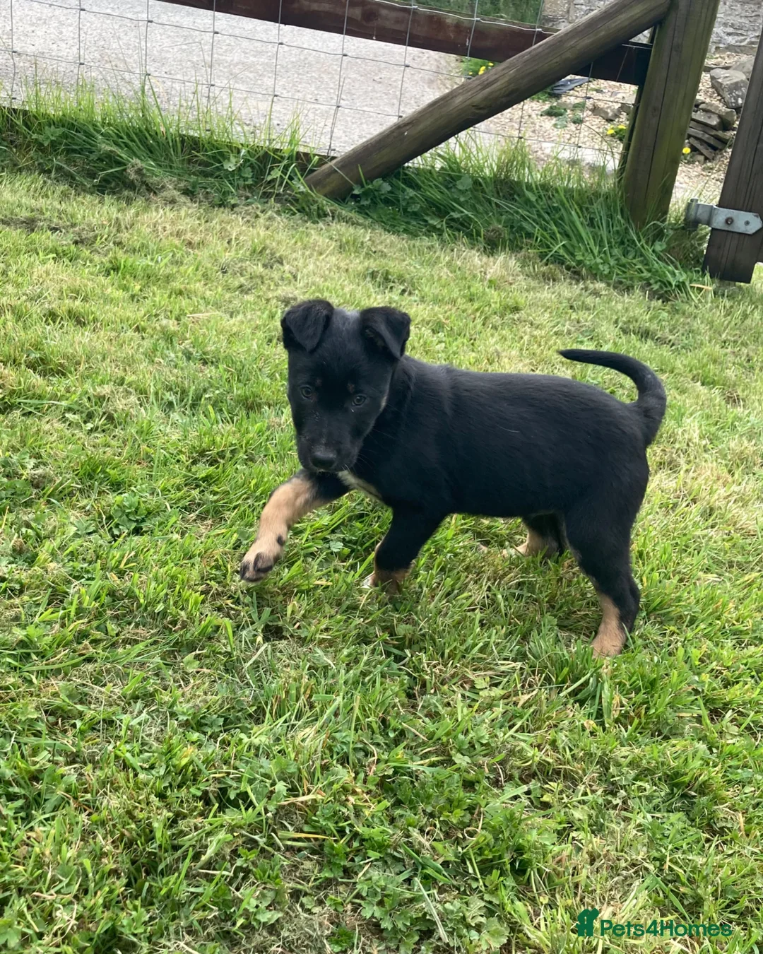 Mixed Breed dogs for sale: Huntaway x Collie - Advert 15