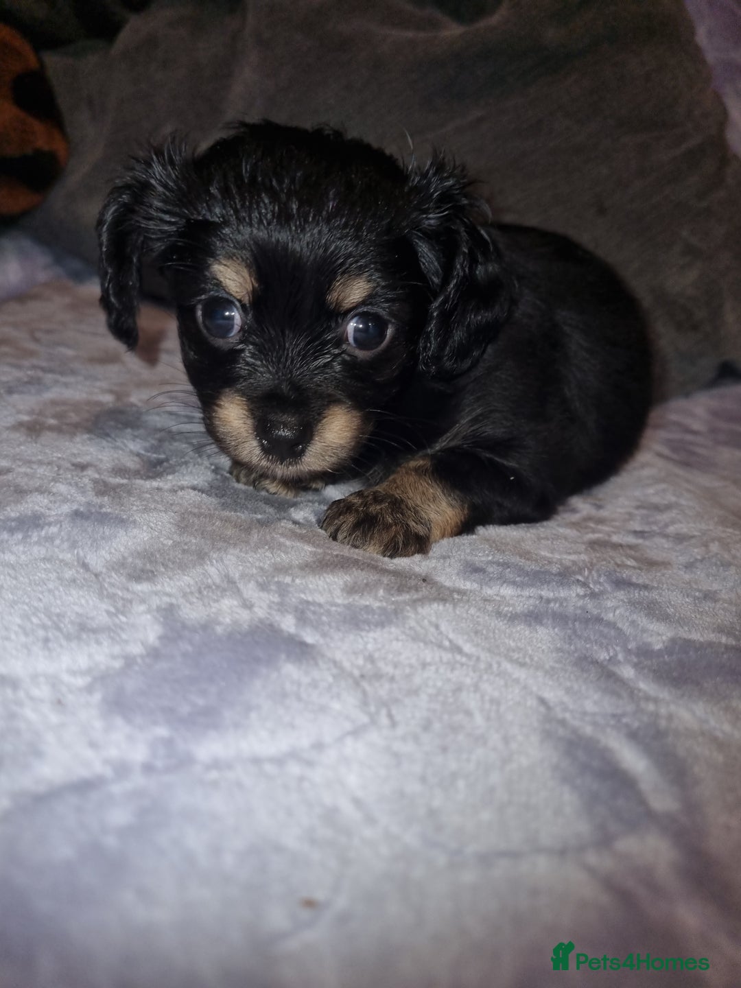 Mixed Breed dogs for sale: Chav-chi  - Image 1