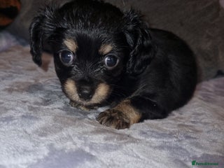 Mixed Breed dogs for sale - Advert 1