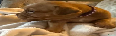 Dogue De Bordeaux 6