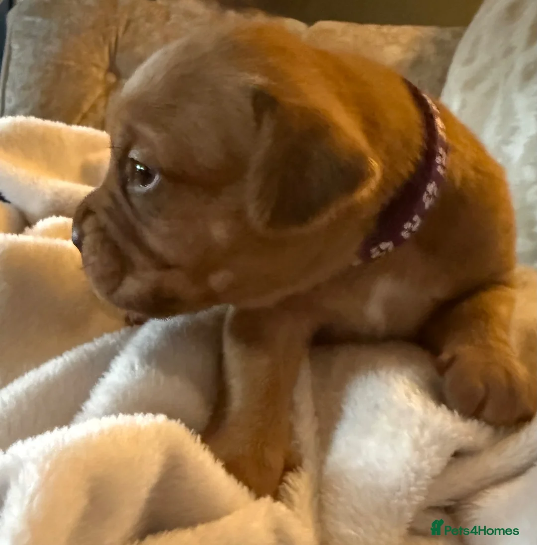 Dogue De Bordeaux dogs for sale: Dogue de Bordeaux  - Advert 14