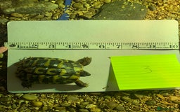 Hermann Tortoise reptiles for sale: Testudo hermanni (Hermanns Tortoise) - Advert 4