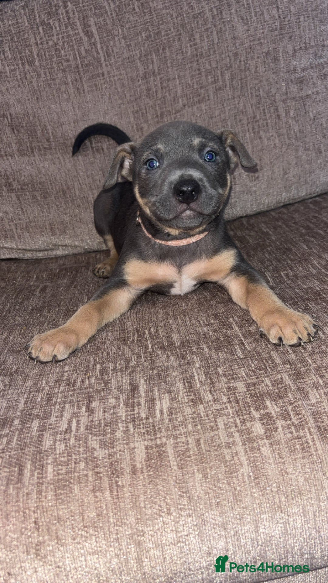 Mixed Breed dogs for sale: Puppies for sale  - Advert 7