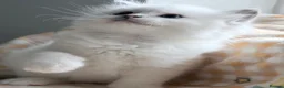 Ragdoll cats for sale: TICA Registered Ragdoll Kittens - Advert 22