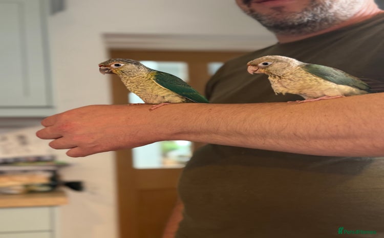 Conures birds - Advert 1
