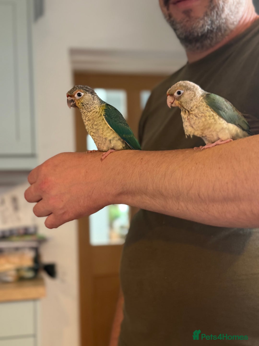Conures birds for sale: Hand reared baby conures for sale - Image 1