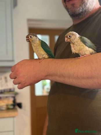 Conures birds - Advert 6