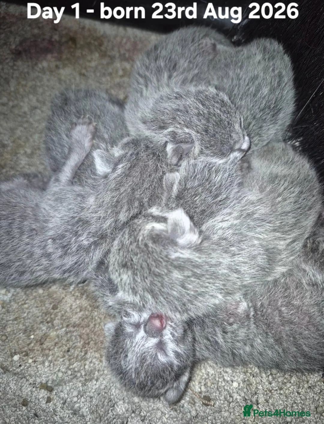 Russian Blue cats for sale: 1 boy and 1 girl Russian Blue - Advert 2
