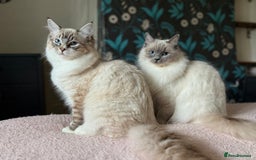 Ragdoll cats for sale: Ragdoll Boys - Image 3
