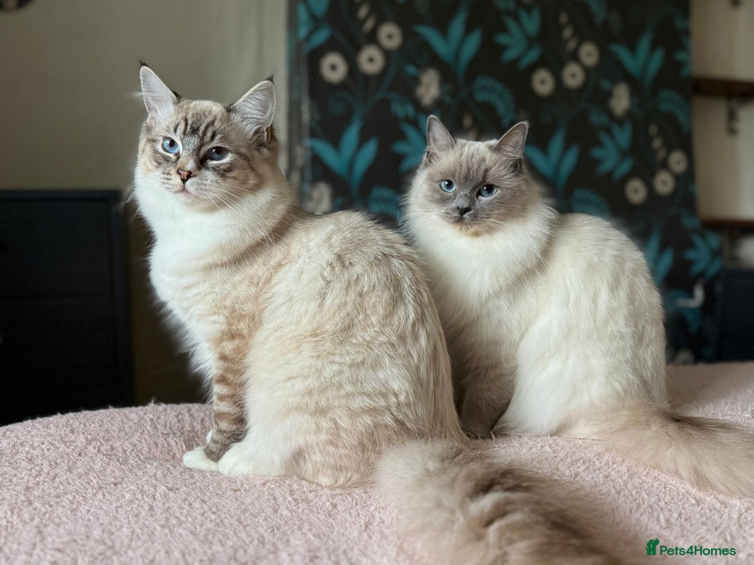 Ragdoll cats for sale: Ragdoll Boys - Image 3