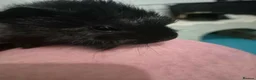 Guinea Pig rodents for sale: Pretty little girl seeks new grass in Corby - Advert 6