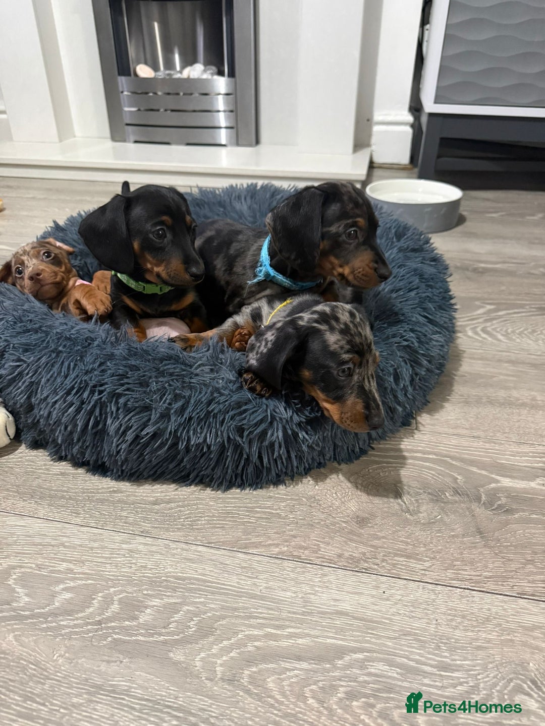 Miniature Dachshund dogs for sale: 8 Week Old Miniature Dachshund Puppies  - Advert 24