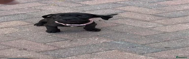 Pink Collar