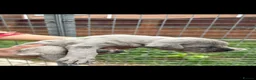 Cane Corso dogs for sale: Cane corso pups  - Advert 7