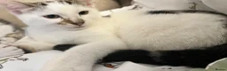 Mixed Breed cats for sale: Male kitten  - Advert 2