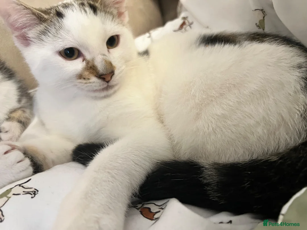 Mixed Breed cats for sale: Male kitten  - Advert 2