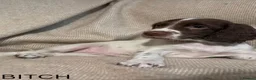 English Springer Spaniel dogs for sale: KC English Springer Spaniel Puppies - Advert 8