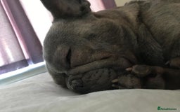 French Bulldog dogs for sale: French bull dog  - Image 6