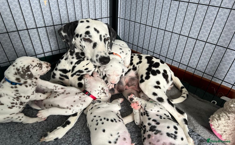 Dalmatian dogs - Advert 1