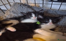 Mixed Breed cats for sale: 3 Beautiful Kittens  - Advert 1