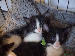 Mixed Breed cats 2 Beautiful Kittens READY TO LEAVE - Advert 5