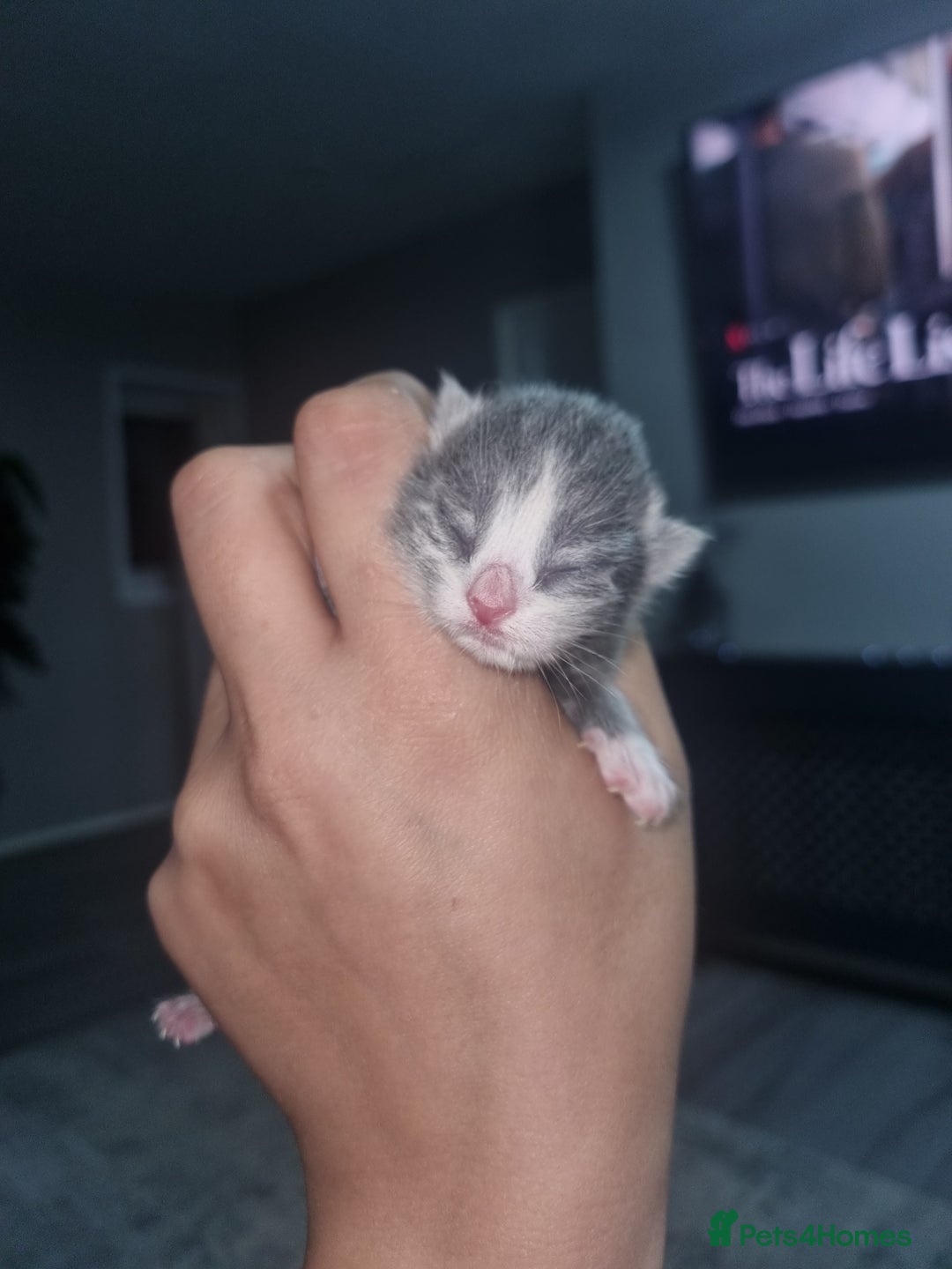 British Shorthair cats for sale: Adorable British Shorthair x Persian Kittens  - Image 5