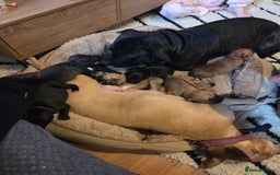 Staffordshire Bull Terrier dogs for sale: Beautiful litter of 9 Staffs  - Image 3