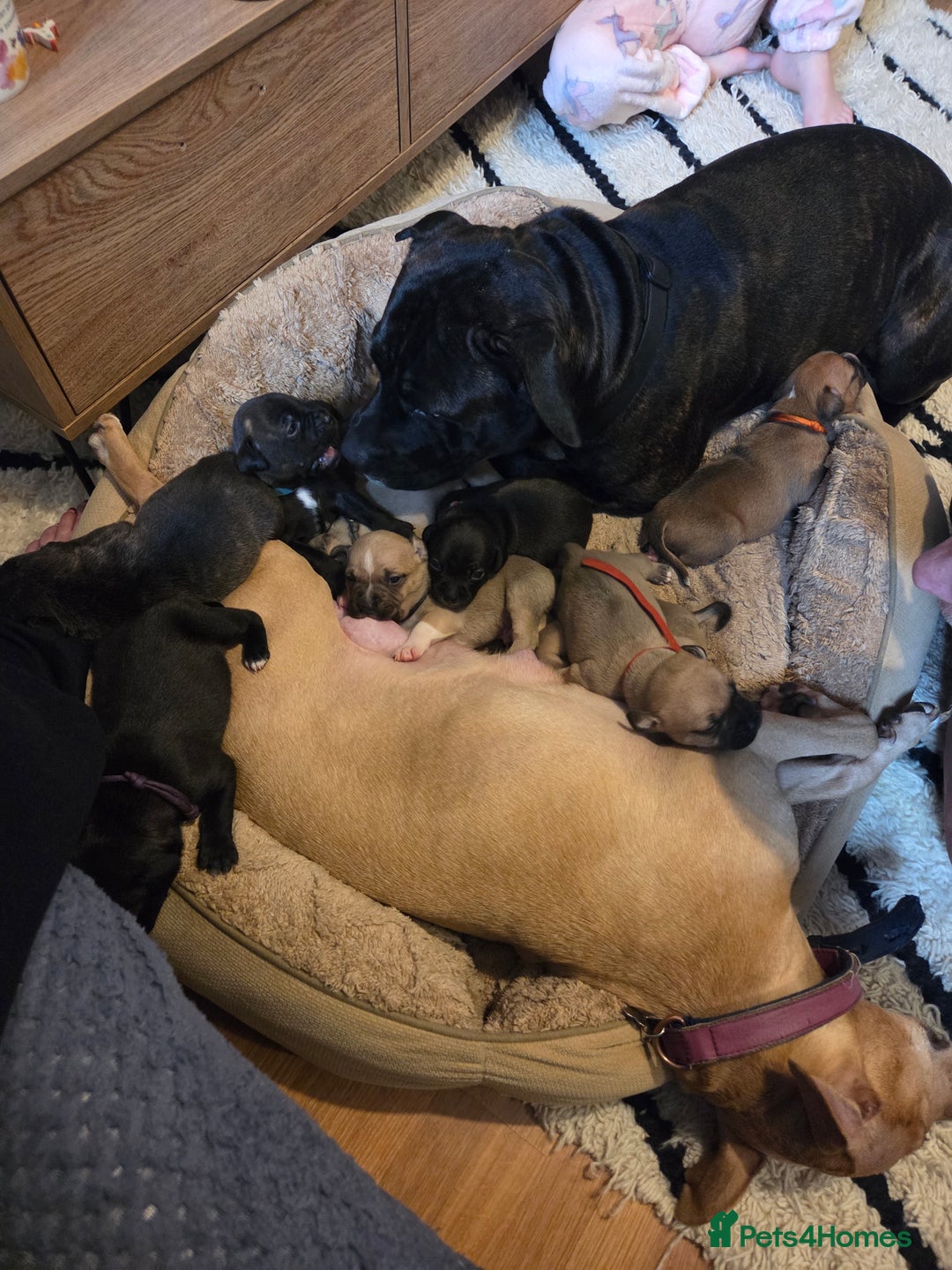 Staffordshire Bull Terrier dogs for sale: Beautiful litter of 9 Staffs  - Image 3