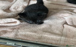 British Shorthair cats for sale: Litter of 5 lovely kittens  - Image 11