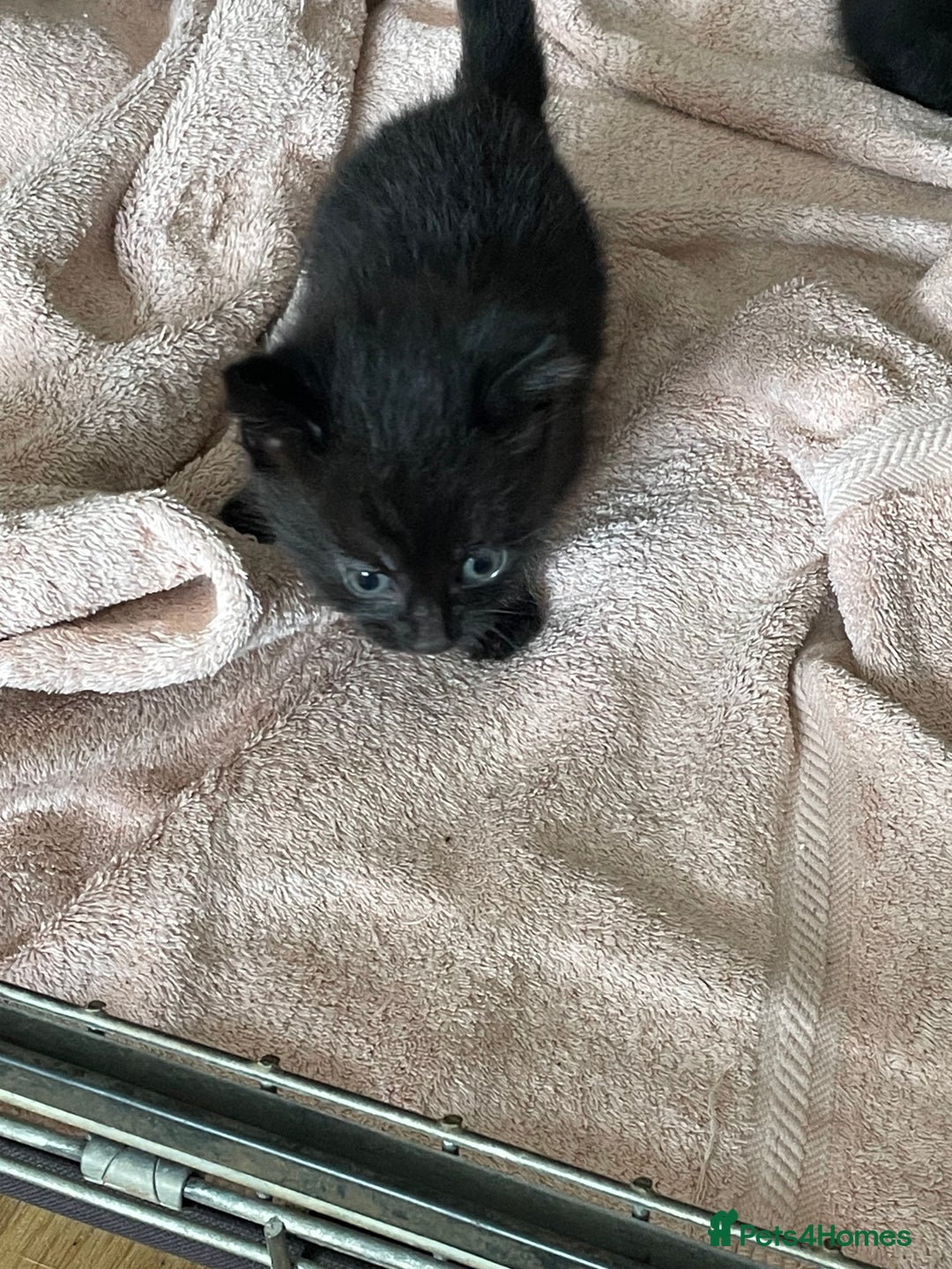 British Shorthair cats for sale: Litter of 5 lovely kittens  - Image 11