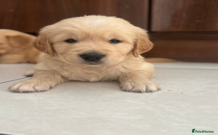 Golden Retriever dogs - Advert 13