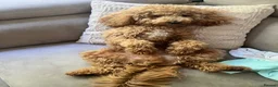 Cockapoo dogs for sale: Happy Boy Ready To Move To A New Loving House - Advert 5