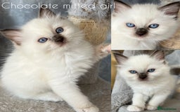 Ragdoll cats for sale: GCCF Active Blue Mitted Stud male for sale - Image 23