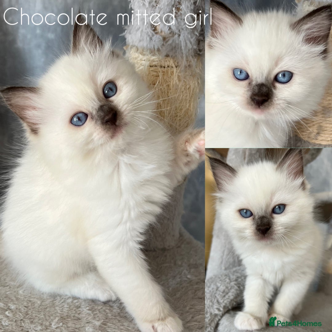 Ragdoll cats for sale: GCCF Active Blue Mitted Stud male for sale - Image 23