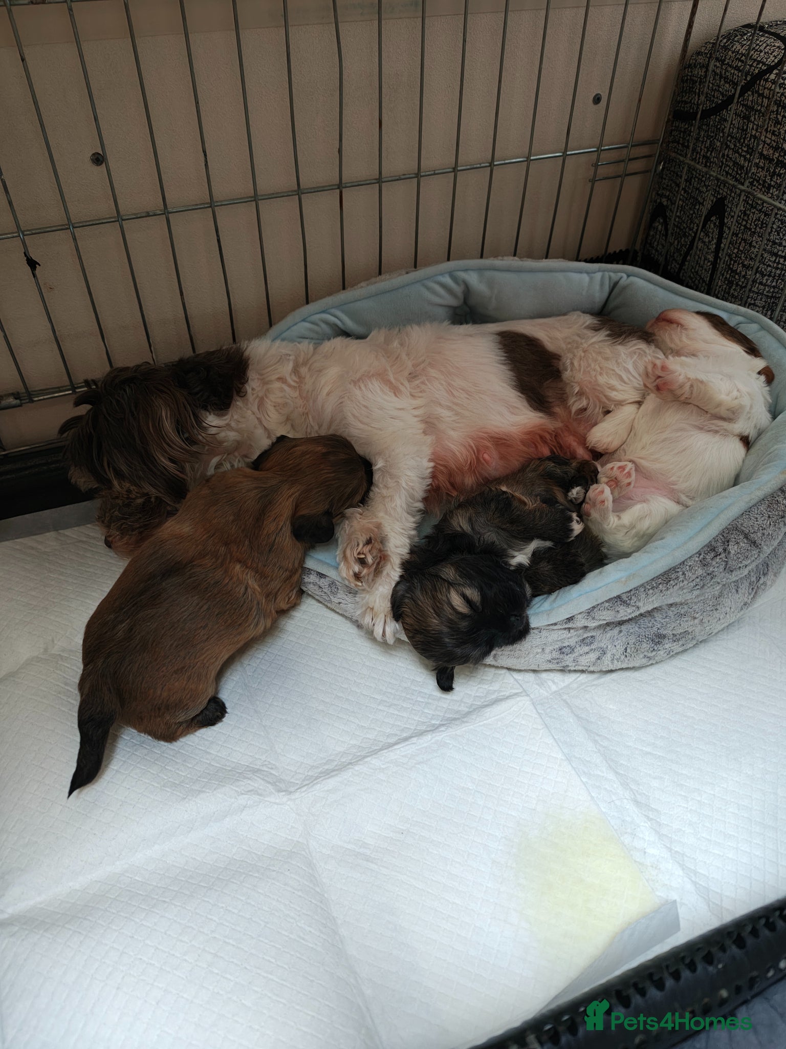 Havanese dogs for sale: Very rare color Havanese puppy) - Advert 1