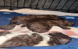 Sproodle dogs for sale:  Gorgeous F2 Sproodle Puppies – Family Raised  - Image 9