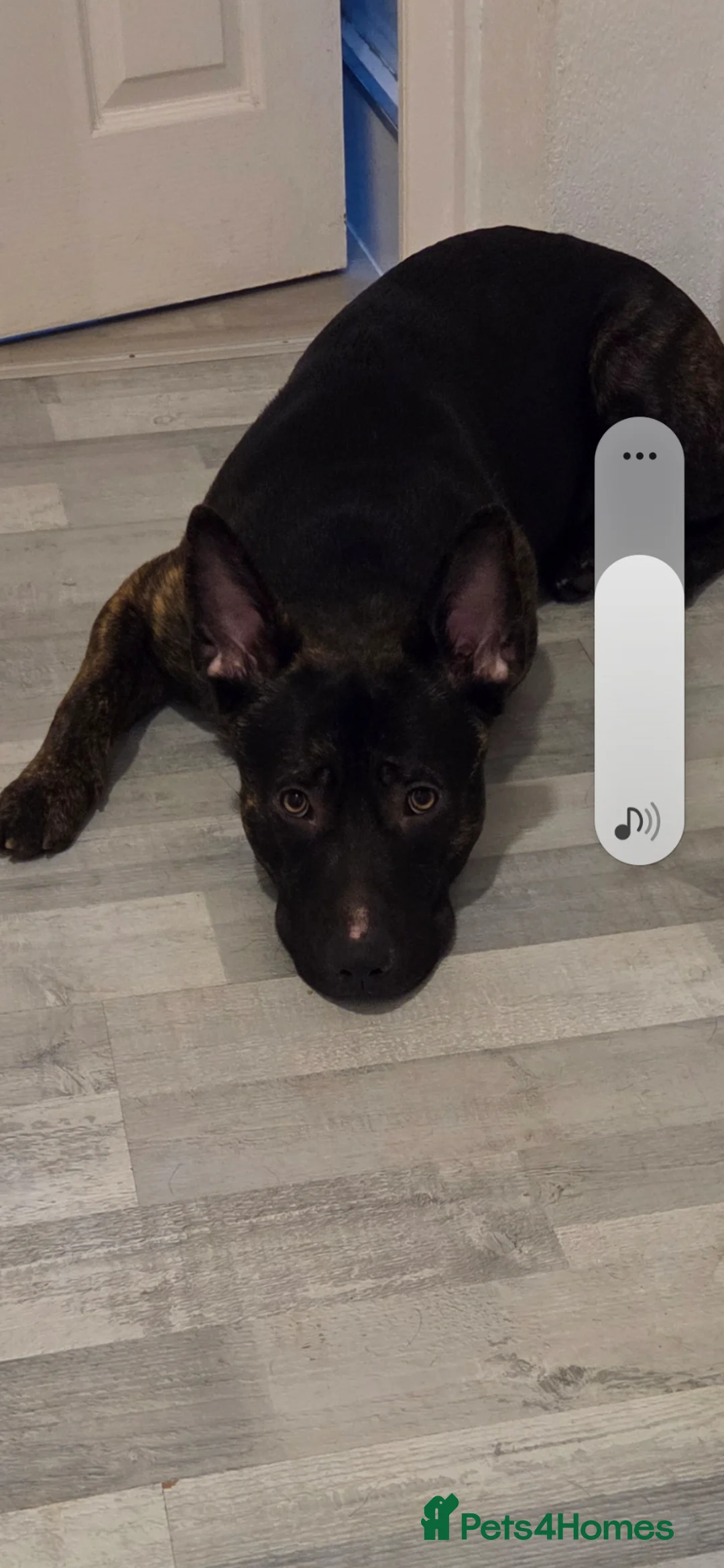 Mixed Breed dogs for sale: Dog for rehoming in Kilmarnock - Advert 2