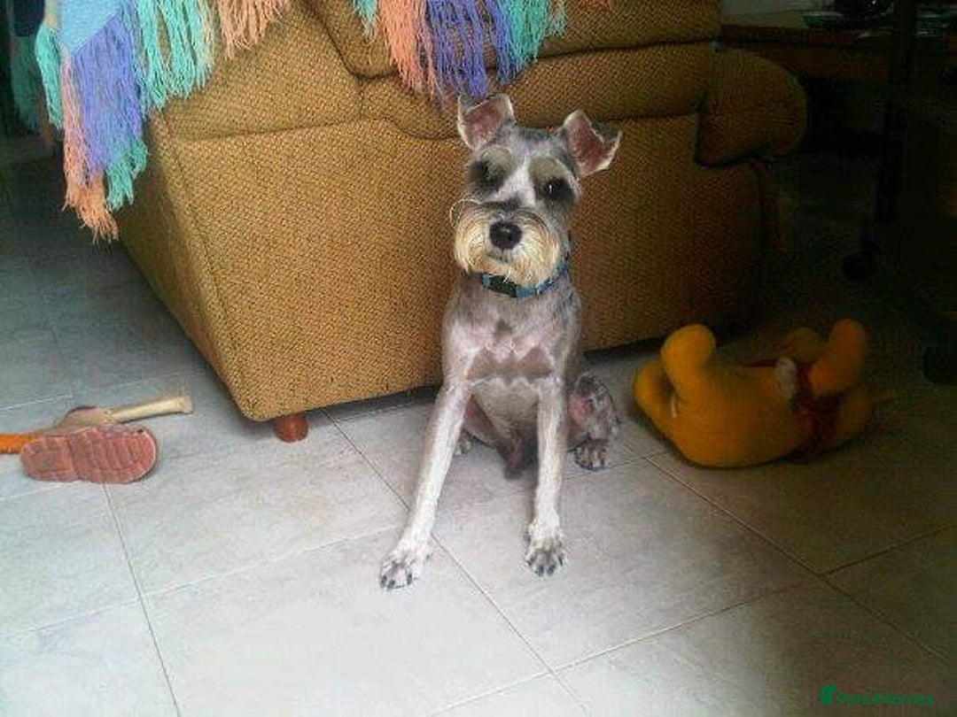 Schnauzer dogs for sale: TEST ADVERT, DO NOT ENGAGE - Advert 2