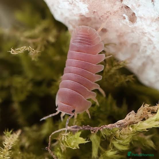 Isopods invertebrates Cherry Blossom 🌸 isopods  - Advert 1