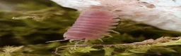 Isopods invertebrates for sale: Cherry Blossom 🌸 isopods  in Reading - Advert 1