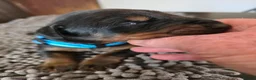 Dobermann dogs for sale: Litter due 12th April, now open for reservation  - Advert 9