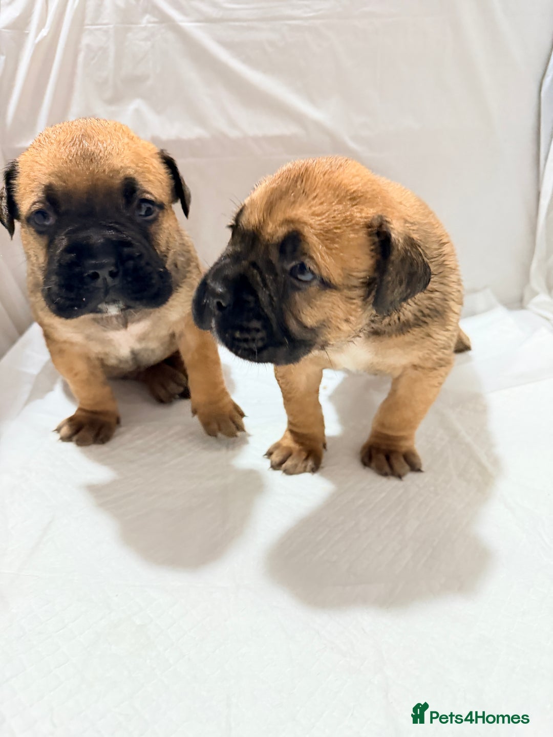 Bullmastiff dogs for sale: Bullmastiff puppies for sale - Advert 2