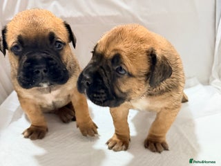 Bullmastiff dogs Bullmastiff puppies for sale - Advert 16