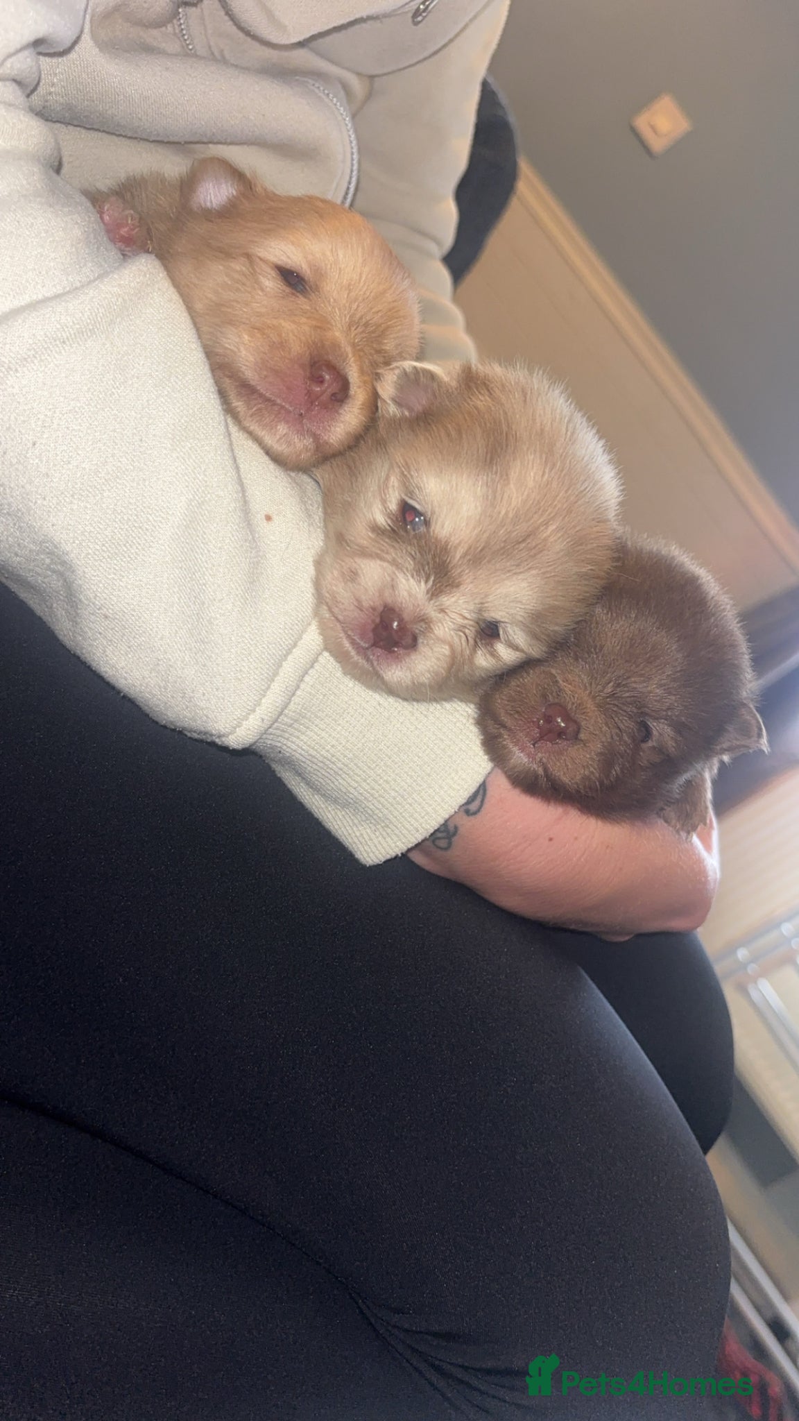 Pomeranian dogs Puppy’s ready in 5 weeks  - Advert 11